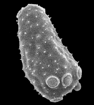Fight Yeast, Heal People
