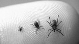 I was just diagnosed with Lyme disease, but I heard the blood test can give false-positives—is that true?