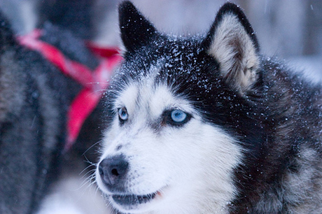 Husky in winter