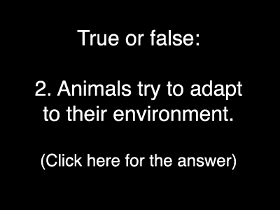 Evolution Quiz 2
