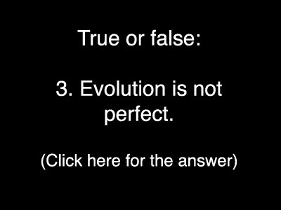 Evolution Quiz 3