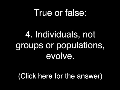 Evolution Quiz 4