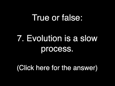 Evolution Quiz 7