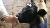 More Milk, Please!