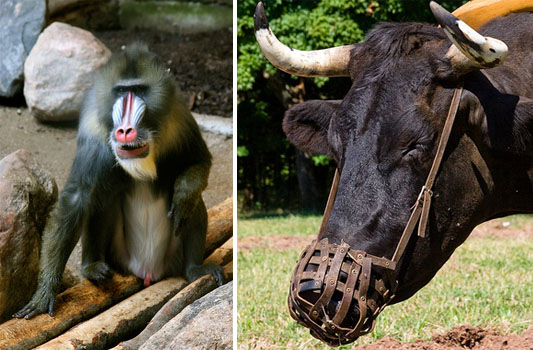 In Kenya, Better Cows for Better Health