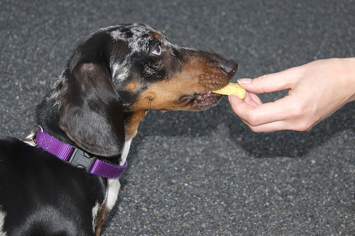 Which Canine Curriculum Should You Choose?