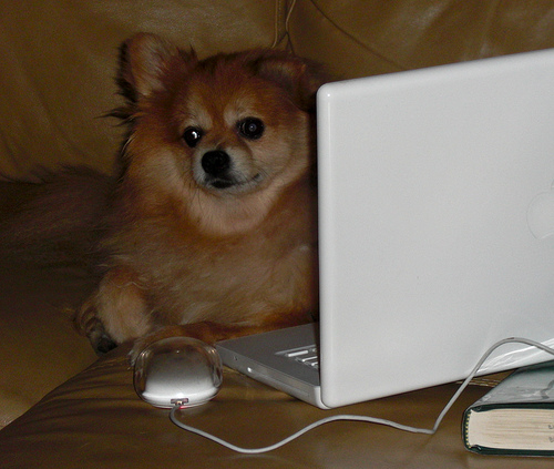 Puppy Tweets Unleashes Dogs on Twitter