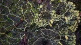 Run, Don’t Walk from… the Slime Mold?