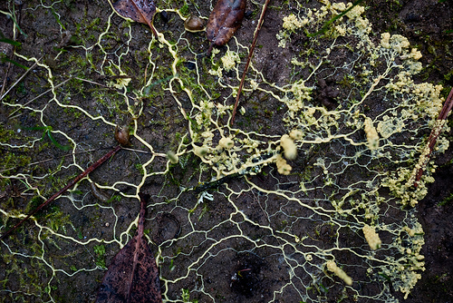 Run, Don’t Walk from… the Slime Mold?