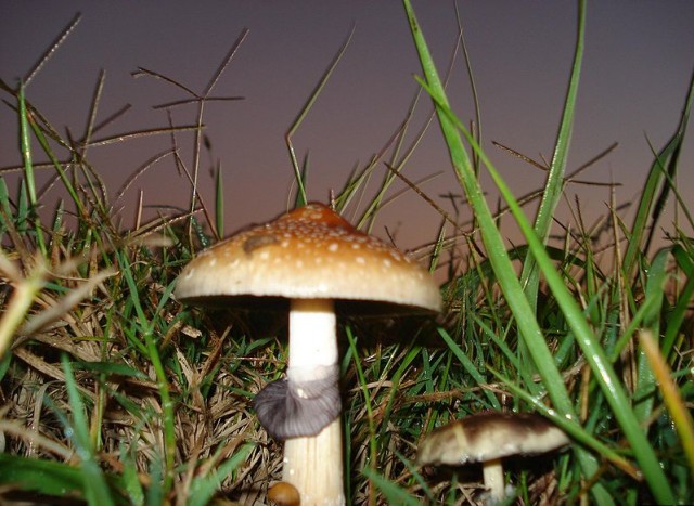 Psychedelic Therapy