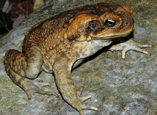 Pictures Of Cane Toad - Free Cane Toad pictures 