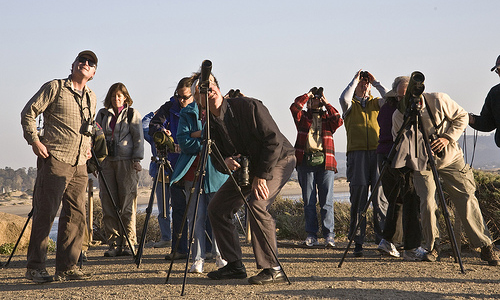 Amateur Birders Become Scientists Online