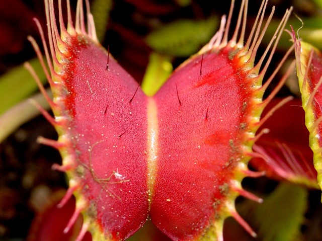 images of venus fly trap