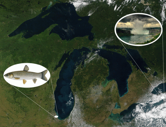 Asian Carp, Knocking at the Great Lakes’ Back Door
