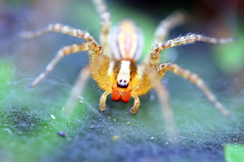 Crickets Learn to Fear Spiders Before Birth