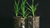 Wild Grass Genome Sequenced