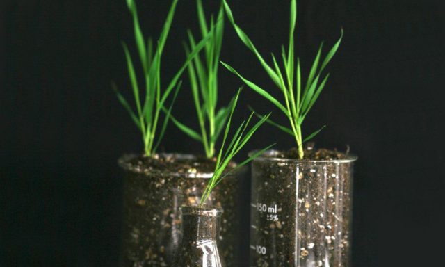 Wild Grass Genome Sequenced