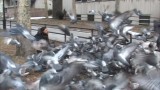 Friends of the Flock