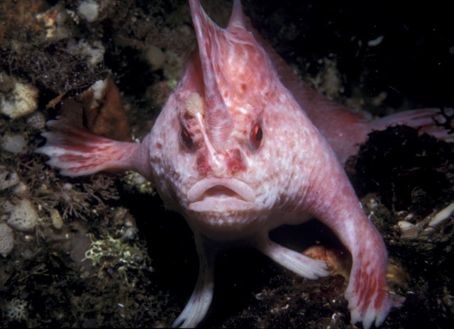 rare ocean fish