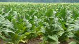 Tobacco Plant Could Get New Gig