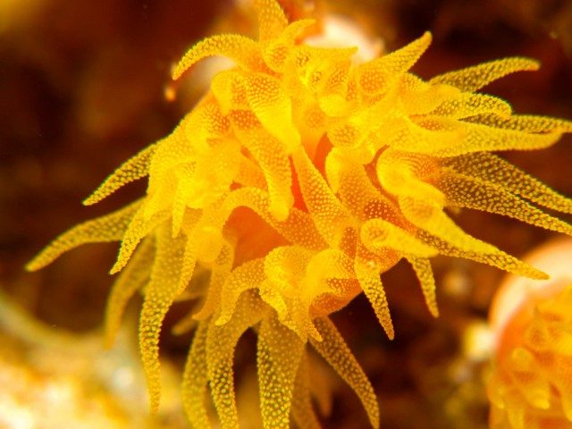 Diving for Drug Discovery