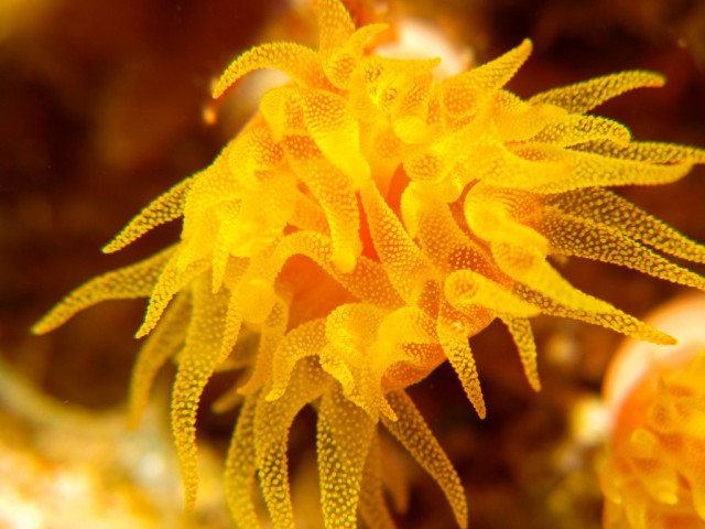Diving for Drug Discovery