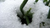 New Discovery May Help Plants Grow in Cold Climates