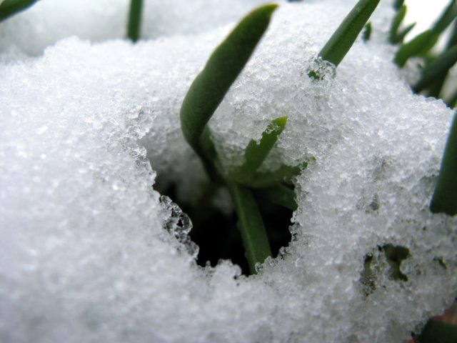 New Discovery May Help Plants Grow in Cold Climates