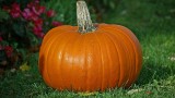 New York City Science Events for the Week of October 24th