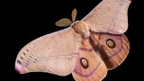 New York City Science Events Week of October 10th