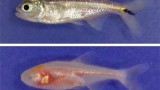 One Fish, Two Fish, Stunned Fish, Clear Fish