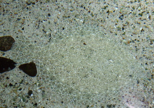 How Fish Disappear