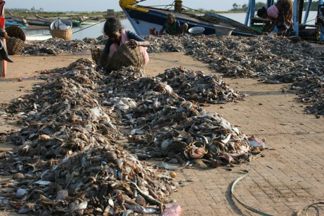 Fishing “Down The Pricelist” Threatens Ocean Ecosystems