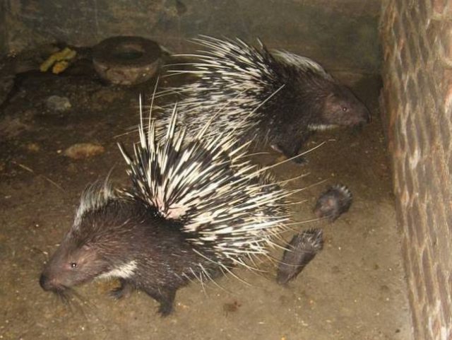 Porcupines Expose Pitfalls of Wildlife Farming