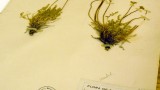 A new use for 200-year-old pressed plants