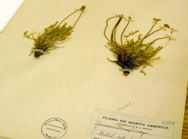 A new use for 200-year-old pressed plants