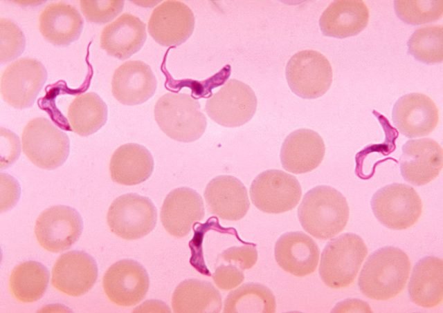 Reinvigorating the battle against an old disease