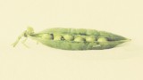 Rethinking the gene