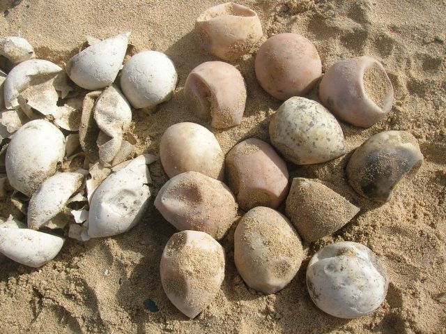 Loggerhead sea turtles not yet safe from extinction risk