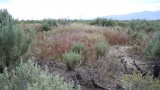 Native plants evolve to fight off invading species