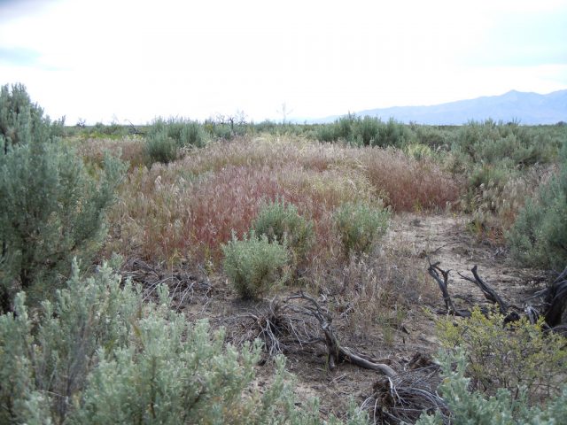 Native plants evolve to fight off invading species