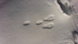 Tracking Winter Wildlife