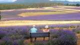 Lavender and Old Lace