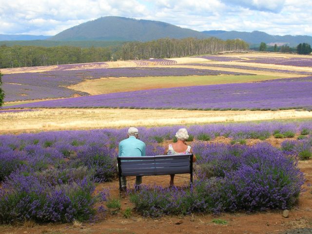 Lavender and Old Lace