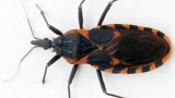 Chagas disease: the silent killer