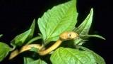 Flying Mice Target Tree Snakes