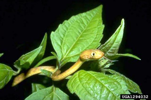Flying Mice Target Tree Snakes