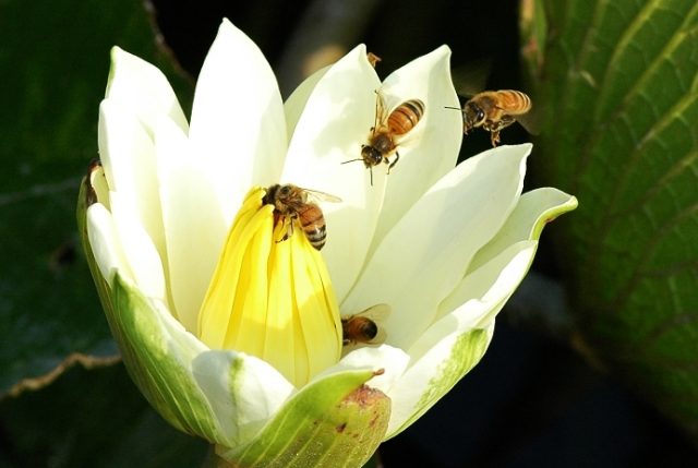 Sleepy honeybees dance sloppily