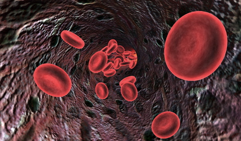 How does the cardiovascular system work?