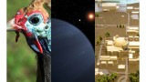 Sex, birds and radiation